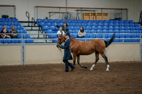 2020 - AB Morgan Horse - Fri, Sept 04 - 00875