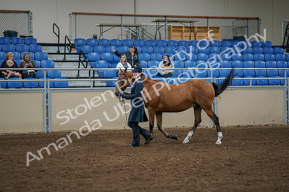 2020 - AB Morgan Horse - Fri, Sept 04 - 00875