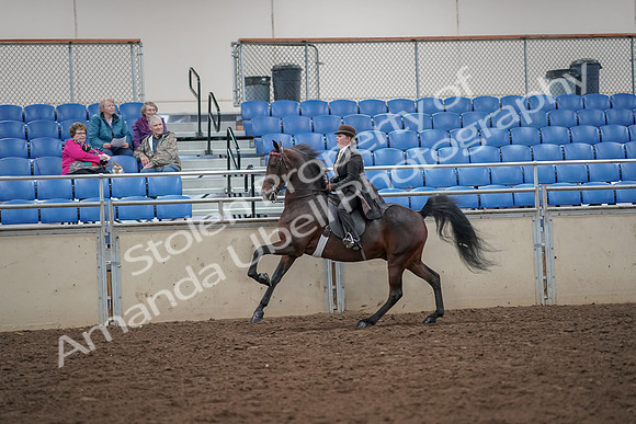 2019 Morgan Horse Show - Aug 30, 2019 - 28019