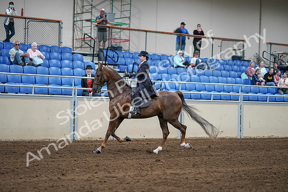 2020 - AB Morgan Horse - Sat, Sept 05 - 06206