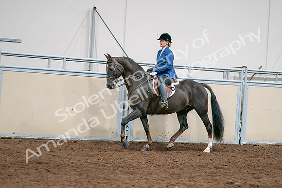 2020 - AB Morgan Horse - Sat, Sept 05 - 04996