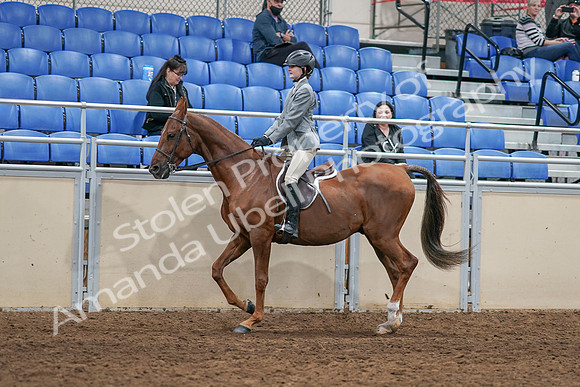 2020 - AB Morgan Horse - Sat, Sept 05 - 02608
