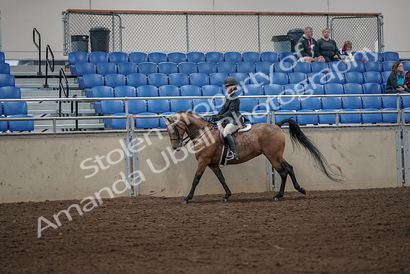 2019 Morgan Horse Show - Aug 31, 2019 - 05020