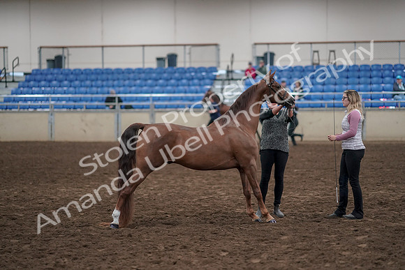 2019 Morgan Horse Show - Aug 31, 2019 - 01373