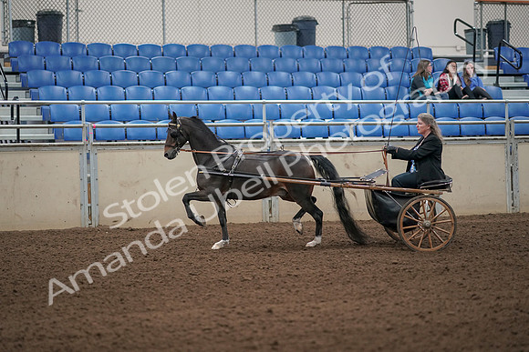 2019 Morgan Horse Show - Aug 31, 2019 - 04238