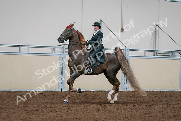 2020 - AB Morgan Horse - Sat, Sept 05 - 13121