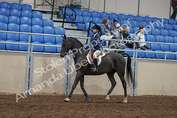 2020 - AB Morgan Horse - Sun, Sept 06 - 07670