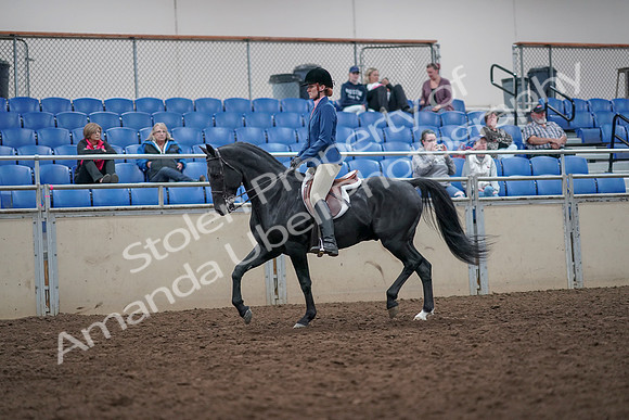 2019 Morgan Horse Show - Aug 31, 2019 - 16525