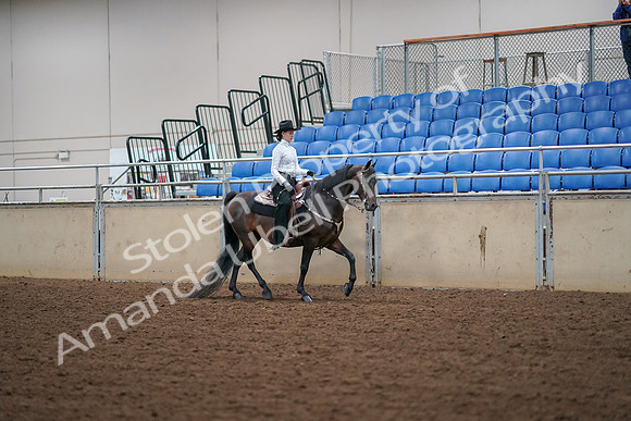 2019 Morgan Horse Show - Aug 30, 2019 - 17070