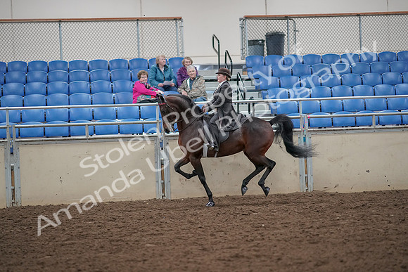 2019 Morgan Horse Show - Aug 30, 2019 - 28025