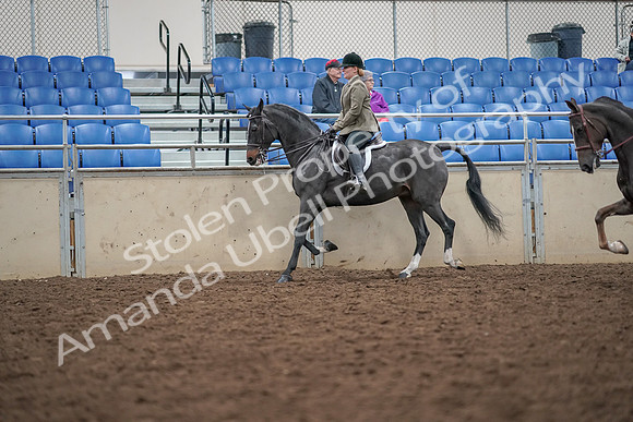 2019 Morgan Horse Show - Aug 30, 2019 - 20060