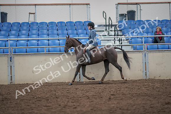 2019 Morgan Horse Show - Aug 31, 2019 - 16517