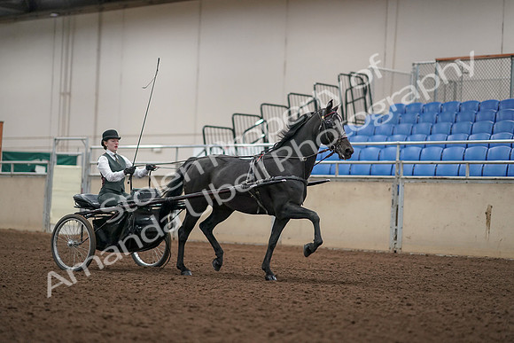 2019 Morgan Horse Show - Aug 31, 2019 - 04747