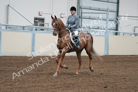 2020 - AB Morgan Horse - Sat, Sept 05 - 03250