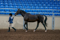 2020 - AB Morgan Horse - Fri, Sept 04 - 00733