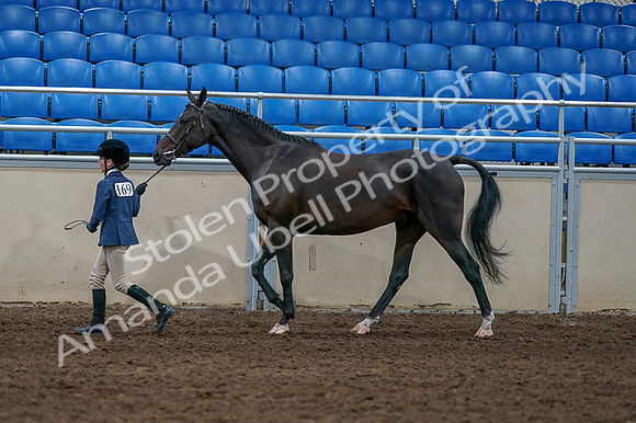 2020 - AB Morgan Horse - Fri, Sept 04 - 00733