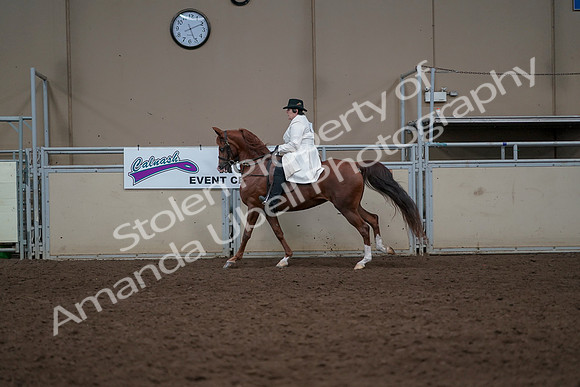 2019 Morgan Horse Show - Aug 31, 2019 - 17915