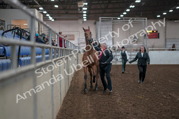 2019 Morgan Horse Show - Aug 31, 2019 - 00861