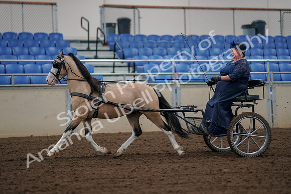 2019 Morgan Horse Show - Aug 30, 2019 - 13216