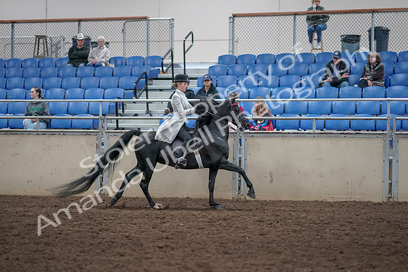 2019 Morgan Horse Show - Aug 31, 2019 - 09672
