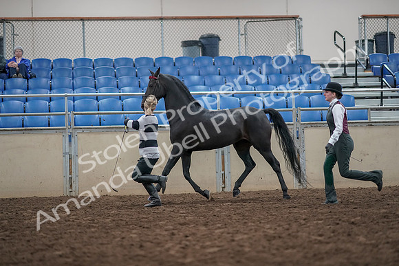 2019 Morgan Horse Show - Aug 31, 2019 - 03614