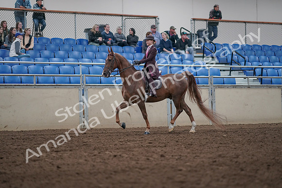 2019 Morgan Horse Show - Aug 31, 2019 - 20512