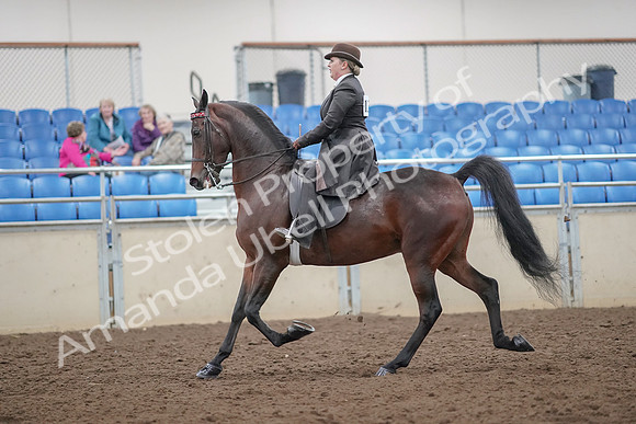 2019 Morgan Horse Show - Aug 30, 2019 - 27865