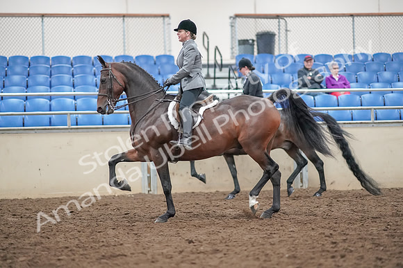 2019 Morgan Horse Show - Aug 30, 2019 - 20192