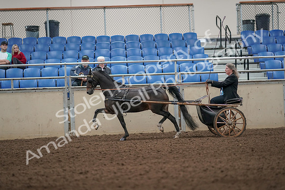 2019 Morgan Horse Show - Aug 31, 2019 - 04313