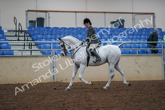 2019 Morgan Horse Show - Aug 30, 2019 - 17363