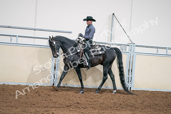 2020 - AB Morgan Horse - Fri, Sept 04 - 08391