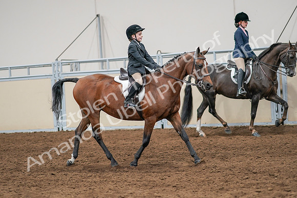 2020 - AB Morgan Horse - Sun, Sept 06 - 08006