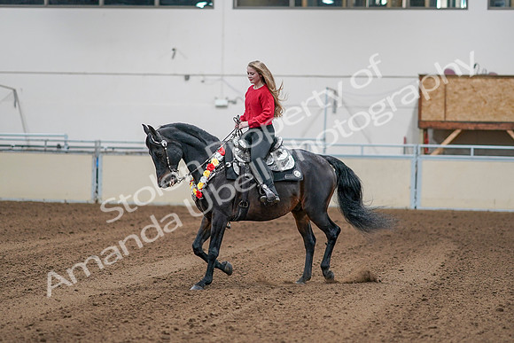 2020 - AB Morgan Horse - Sat, Sept 05 - 10384