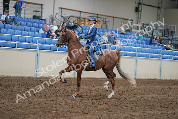 2020 - AB Morgan Horse - Sat, Sept 05 - 06177