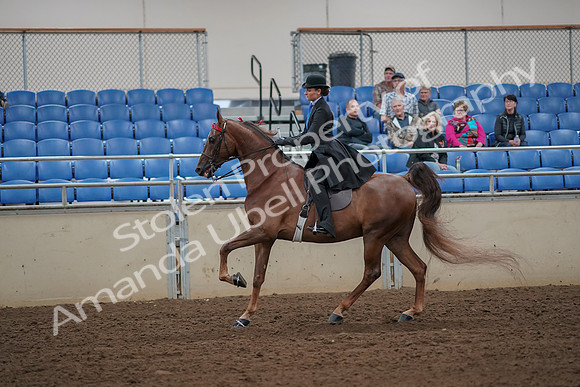 2019 Morgan Horse Show - Aug 30, 2019 - 25198