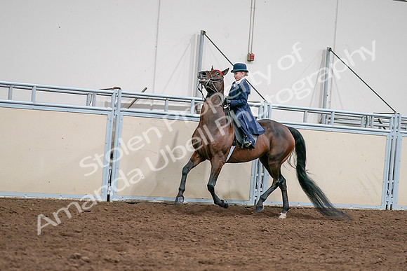 2020 - AB Morgan Horse - Sat, Sept 05 - 04809