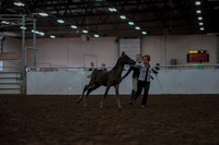2019 Morgan Horse Show - Aug 31, 2019 - 03550