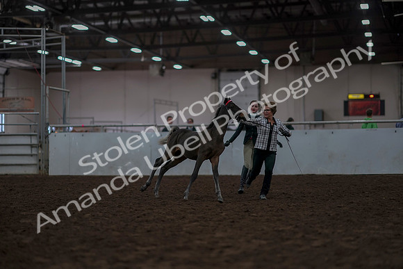 2019 Morgan Horse Show - Aug 31, 2019 - 03550