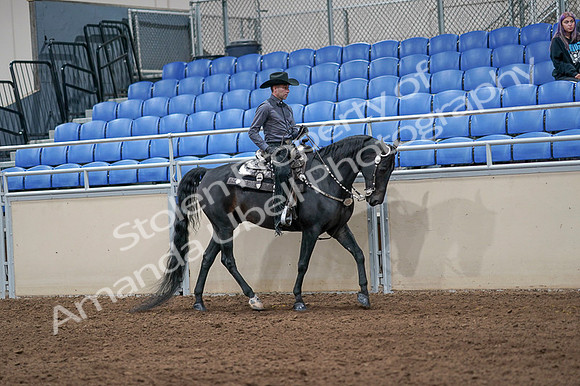 2020 - AB Morgan Horse - Fri, Sept 04 - 08466
