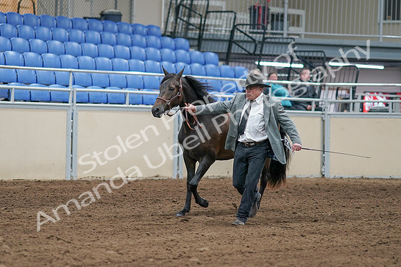 2020 - AB Morgan Horse - Sat, Sept 05 - 00239