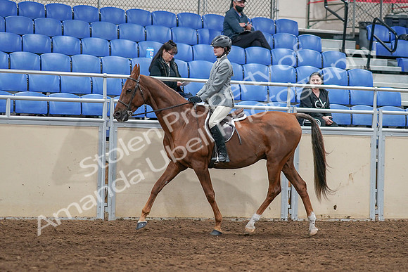 2020 - AB Morgan Horse - Sat, Sept 05 - 02611