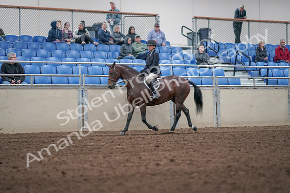 2019 Morgan Horse Show - Aug 31, 2019 - 19523