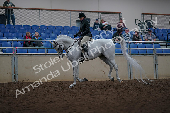 2019 Morgan Horse Show - Aug 31, 2019 - 16057