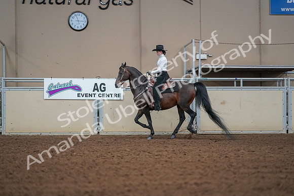 2019 Morgan Horse Show - Aug 30, 2019 - 16835