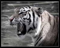 Big Cats - 007