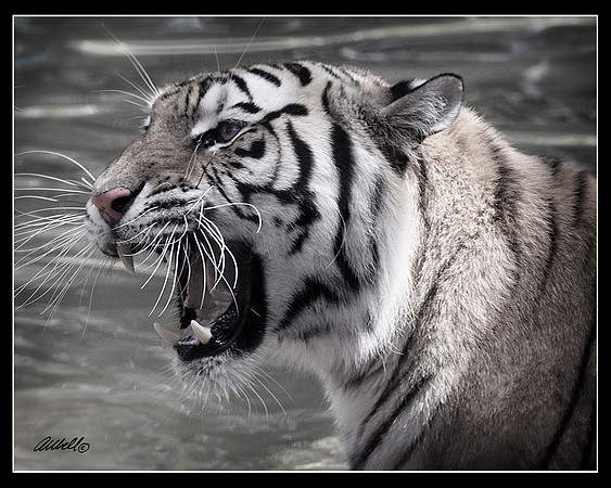 Big Cats - 007