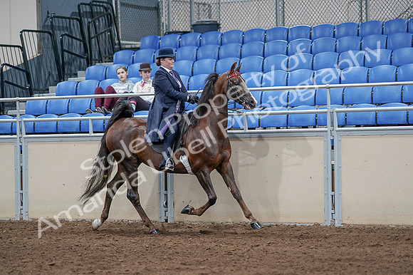 2020 - AB Morgan Horse - Fri, Sept 04 - 08084