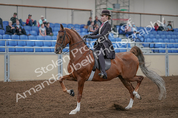 2020 - AB Morgan Horse - Fri, Sept 04 - 11400