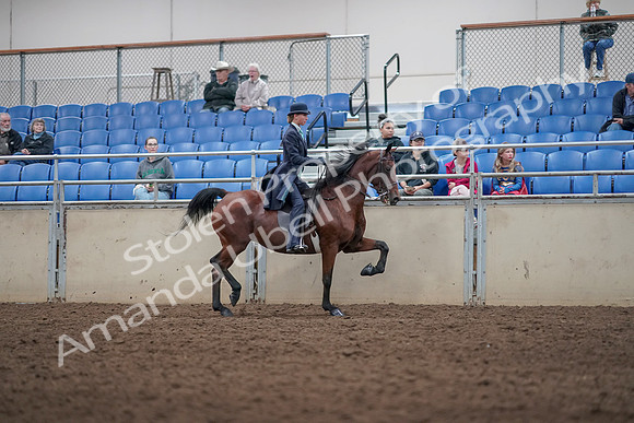2019 Morgan Horse Show - Aug 31, 2019 - 09540