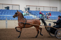 2019 Morgan Horse Show - Aug 30, 2019 - 13035
